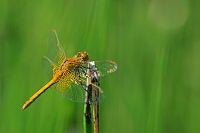 b8686 Vka lutav (Sympetrum flaveolum)