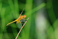 b8694 Vka lutav (Sympetrum flaveolum)