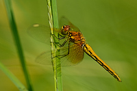 c2715. Vka lutav (Sympetrum flaveolum)