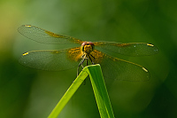 c2880. Vka lutav (Sympetrum flaveolum)