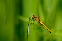 c2937. Vka lutav (Sympetrum flaveolum)