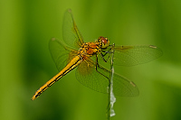 c2955. Vka lutav (Sympetrum flaveolum)