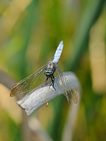 	A3951	 Vka lutoskvrnn (Orthetrum coerulescens)