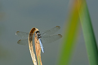 	A4175	 Vka lutoskvrnn (Orthetrum coerulescens)