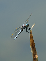 	A4191	 Vka lutoskvrnn (Orthetrum coerulescens)