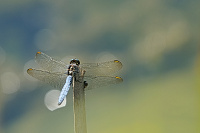 Vka lutoskvrnn (Orthetrum coerulescens)