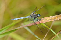 	A4555	 Vka lutoskvrnn (Orthetrum coerulescens)