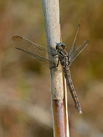 c10526 Vka lutoskvrnn (Orthetrum coerulescens)