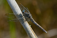 c10546 Vka lutoskvrnn (Orthetrum coerulescens)