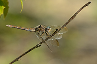 c10693 Vka lutoskvrnn (Orthetrum coerulescens)