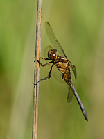 c4531 Vka lutoskvrnn (Orthetrum coerulescens)