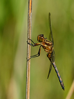 c4539 Vka lutoskvrnn (Orthetrum coerulescens)