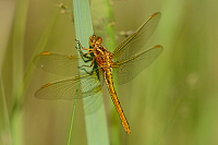 c4572 Vka lutoskvrnn (Orthetrum coerulescens)