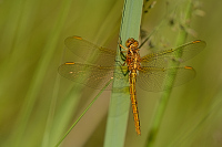 c4574 Vka lutoskvrnn (Orthetrum coerulescens)
