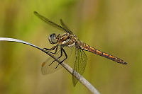 c5791 Vka lutoskvrnn (Orthetrum coerulescens)