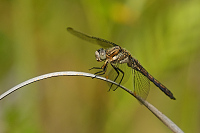 c5805 Vka lutoskvrnn (Orthetrum coerulescens)