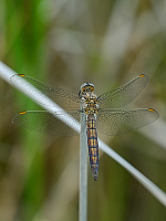 c5815 Vka lutoskvrnn (Orthetrum coerulescens)