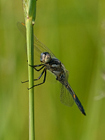 c5826 Vka lutoskvrnn (Orthetrum coerulescens)