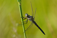 c5838 Vka lutoskvrnn (Orthetrum coerulescens)