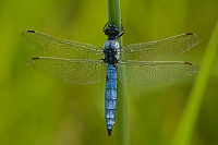 c5890 Vka lutoskvrnn (Orthetrum coerulescens)