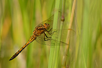 d1246. Vka lutoskvrnn (Orthetrum coerulescens)