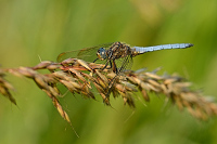 f2218. Vka lutoskvrnn (Orthetrum coerulescens)