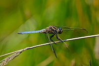 f3359. Vka lutoskvrnn (Orthetrum coerulescens)