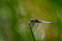 f3524. Vka lutoskvrnn (Orthetrum coerulescens)