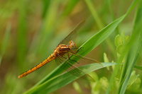 i1309. Vka lutoskvrnn (Orthetrum coerulescens)