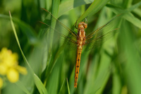 i1378. Vka lutoskvrnn (Orthetrum coerulescens)