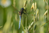 j0768. Vka lutoskvrnn (Orthetrum coerulescens)