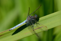 j1372. Vka lutoskvrnn (Orthetrum coerulescens)