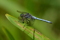 j1395. Vka lutoskvrnn (Orthetrum coerulescens)