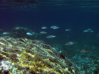 Korfu 2010