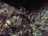 Korfu 2010