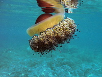 Korfu 2010