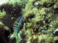 Korfu 2010
