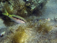 Rhodos (2019)
