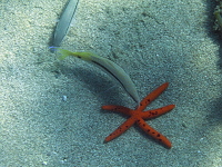Rhodos (2019)