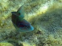 Rhodos (2019)