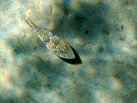Thassos 2011