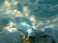 Thassos 2011