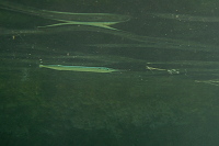 Thassos (2018)