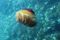 Thassos (2018)