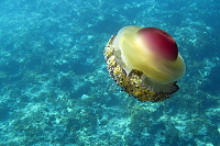 Thassos (2018)
