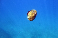 Thassos (2018)