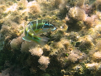 Zakynthos (2014)