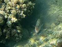 Zakynthos (2014)