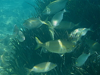 Zakynthos (2014)